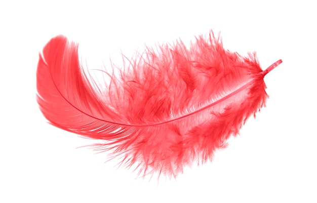 Plume rouge moelleuse isolée