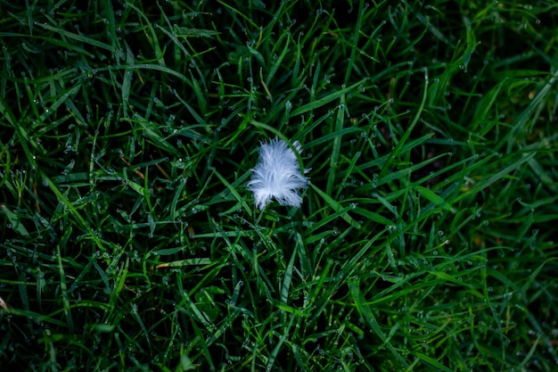 Photo plume solitaire d'un hibou prise par le vent