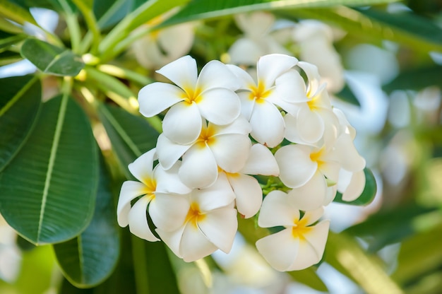 Plumeria blanc en fleurs de la nature