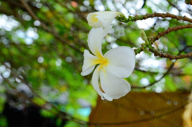 Plumeria blanc frais avec la nature