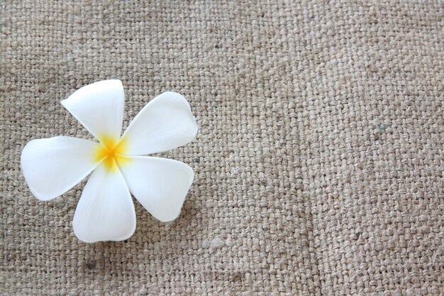 Plumeria blanc ou frangipanier sur un sac.