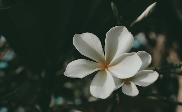 Plumeria blanc qui fleurit dans la nature