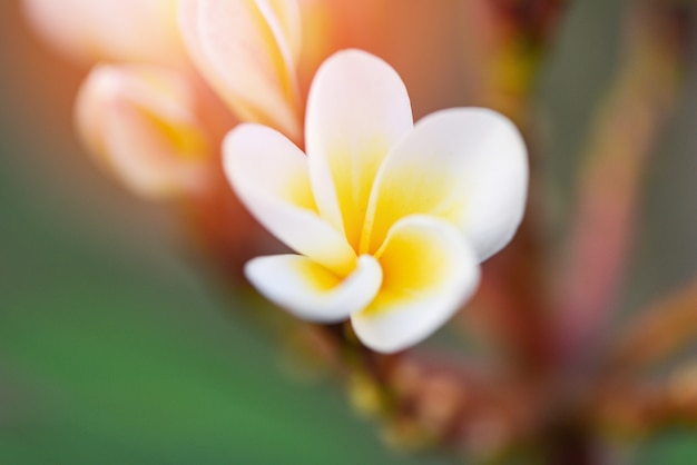 Plumeria fleur ou fleur de frangipanier