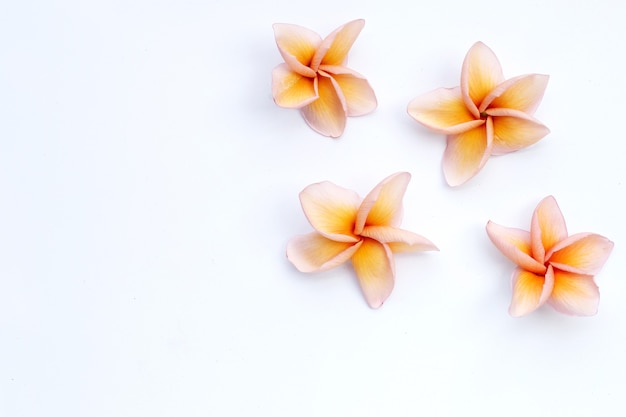 Plumeria ou fleur de frangipanier sur fond blanc. Vue de dessus