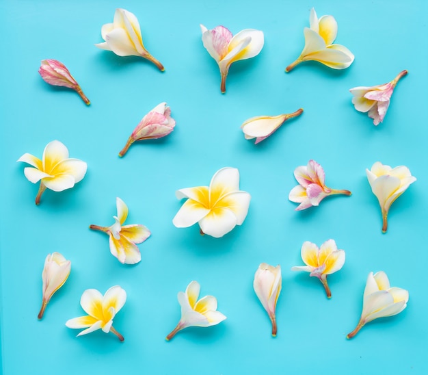 Plumeria ou fleur de frangipanier sur fond bleu.