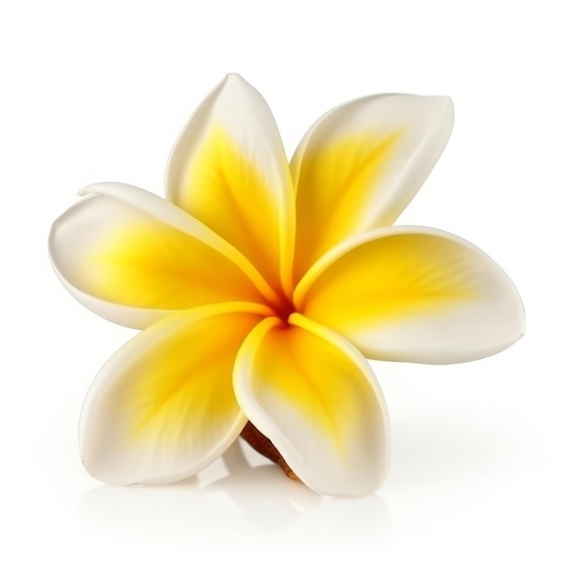 Plumeria fleur isolée Illustration AI GenerativexA