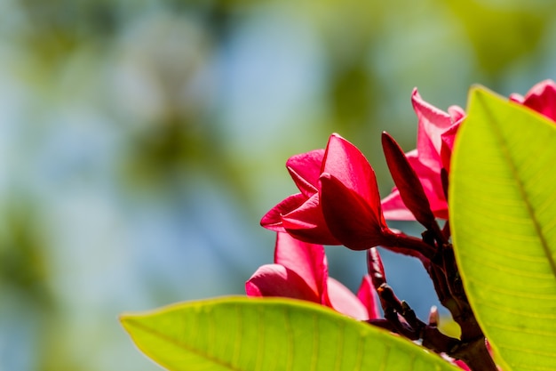 Plumeria fleur rose frangipanier fleur tropicale,