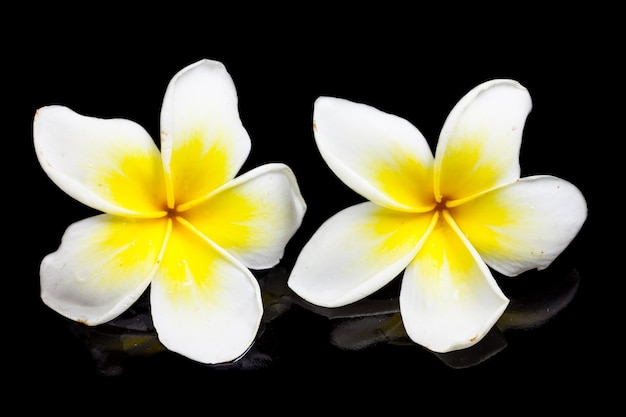 Plumeria sur fond noir.