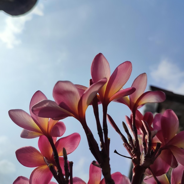 Plumeria Frangipani Arbre du temple Vue rapprochée de la belle fleur unique de Plumeria