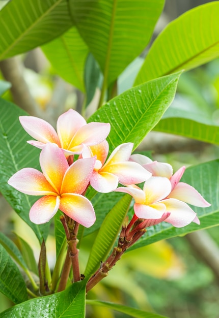 Plumeria jaune jaune (frangipanier) fleurs sur l&#39;arbre.