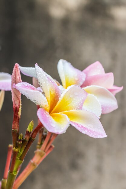 Photo plumeria jaune rose (frangipanier) avec des gouttelettes d'eau, vieux mur de ciment en arrière-plan.