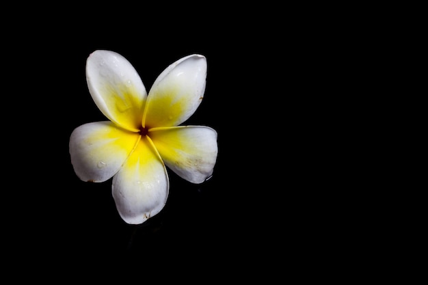 Plumeria sur noir.