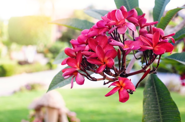 Plumeria rouge ou fleurs de frangipanier sur l'arbre dans le parc d'été.