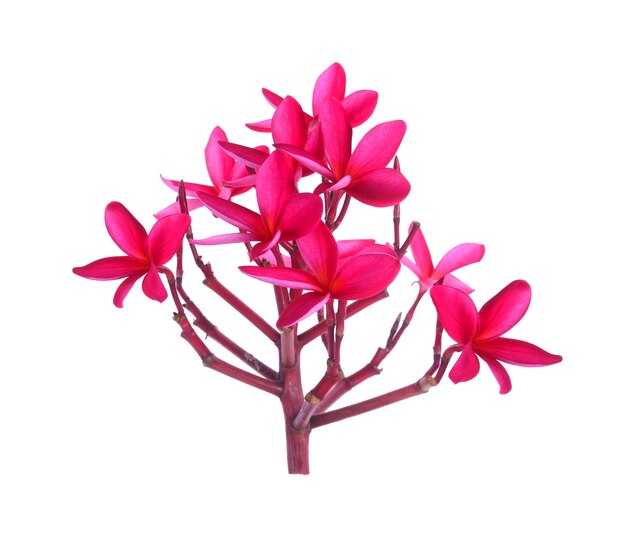 Plumeria rouge isolé