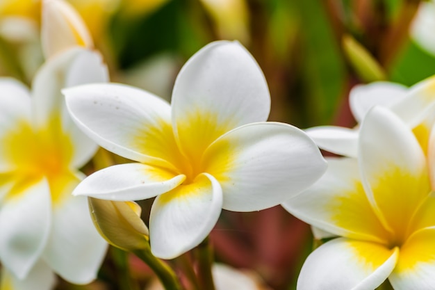 Plumeria rubra en fleurs avec des feuilles vertes