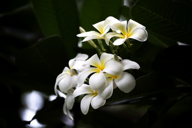 Plumeria Vintage Tone sur l&#39;arbre de plumeria, fleurs tropicales de frangipanier