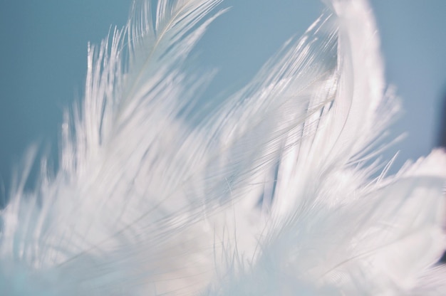 Photo les plumes de l'attrape-rêves