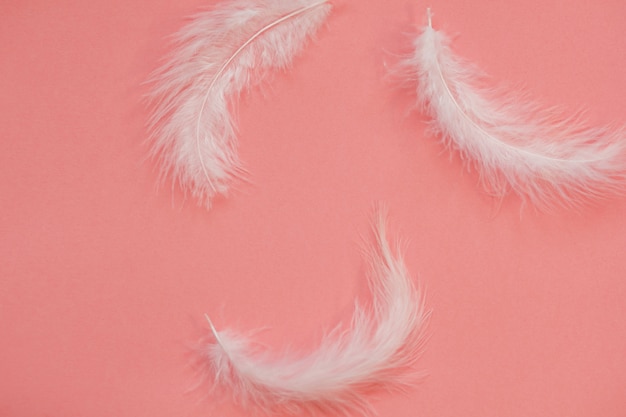 Plumes blanches claires sur fond rose