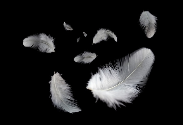 plumes blanches qui volent dans les airs, isolées sur fond noir.