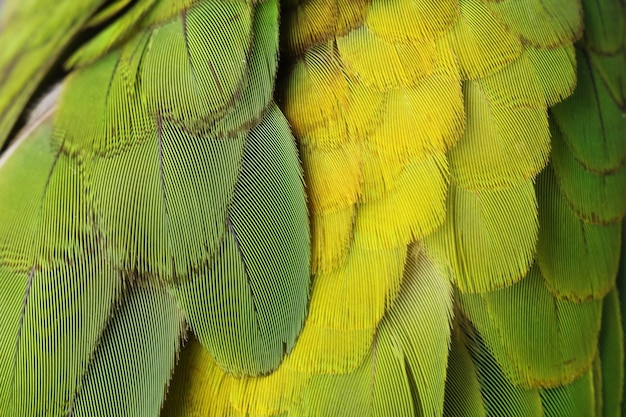 Plumes Colorées