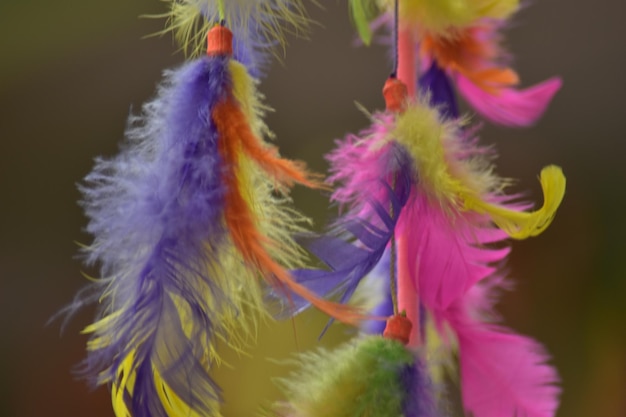 Photo plumes colorées