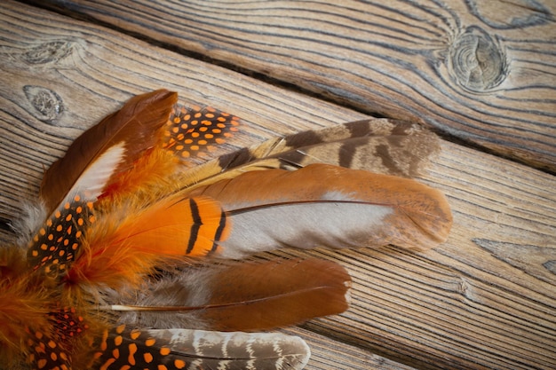 Plumes de couleur sur fond de bois ancien