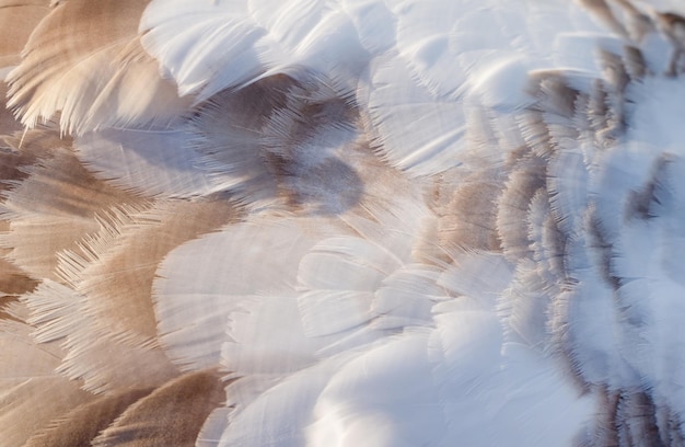 Plumes de cygne comme vue de dessus de texture