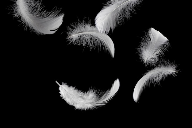 Plumes duveteuses plumes duveteuses blanches douces tombant dans l'air plume de cygne sur fond noir