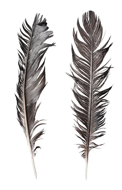 Plumes isolées sur fond blanc