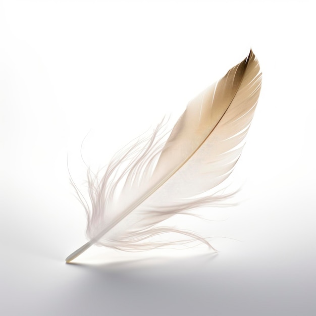 plumes d&#39;oiseaux