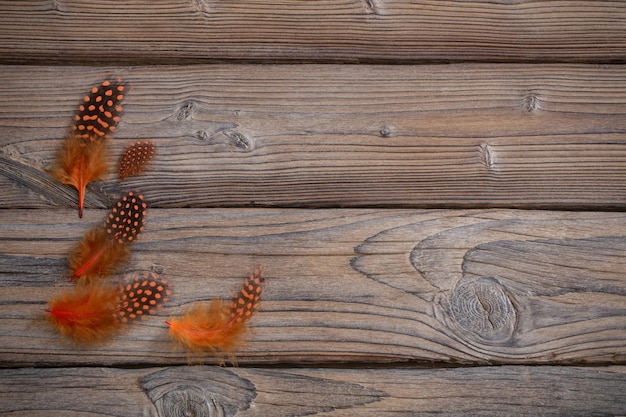 Plumes orange sur fond de bois ancien