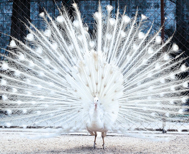 Plumes d'ouverture de paon blanc Le plus beau paon blanc