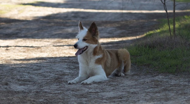 Le plus beau chien du monde Souriant adorable portrait en plein air de colley de sable brun et blanc