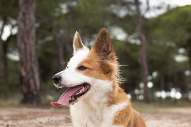 Le plus beau chien du monde Sourire charmant adorable border collie marron et blanc zibeline