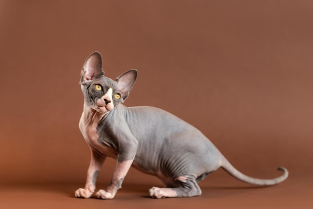 Le plus beau du monde chaton sphynx couleur bleu et blanc regardant par-dessus l'épaule fond marron