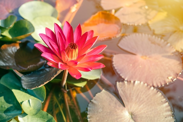 Le plus beau Lotus thaïlandais asiatique dans un étang avec le soleil du matin