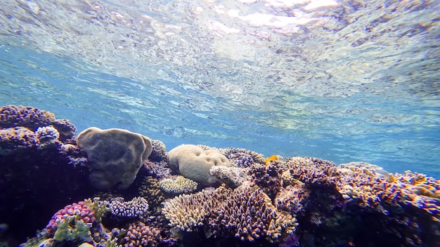 La plus belle vue du royaume sous-marin qui se trouve sur la mer rouge