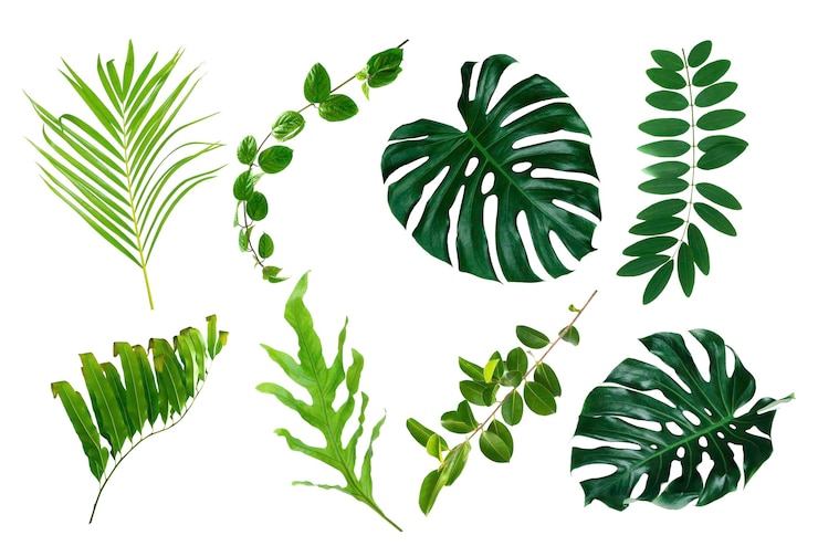 Photo plus belles feuilles tropicales exotiques fond de feuille isolé