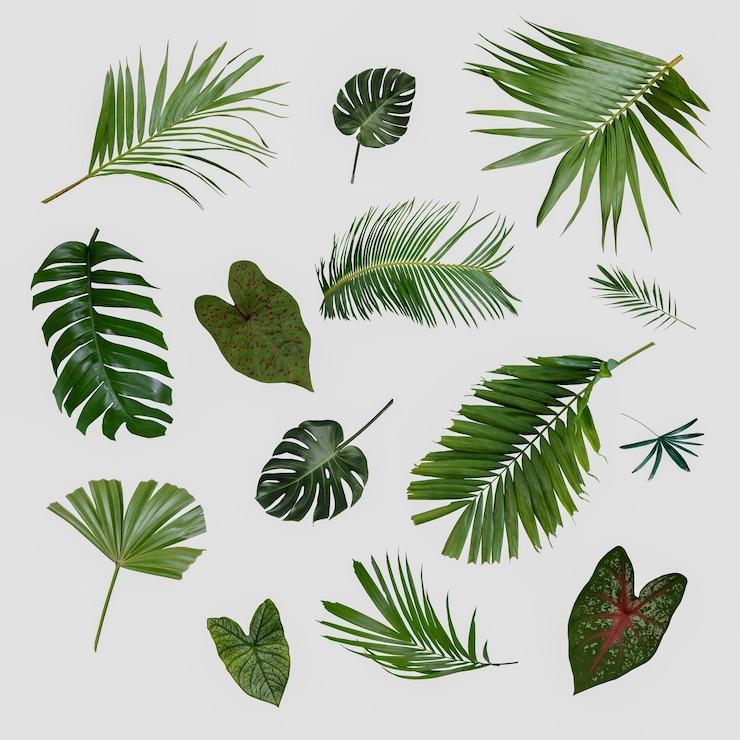 Photo plus belles feuilles tropicales exotiques fond de feuille isolé