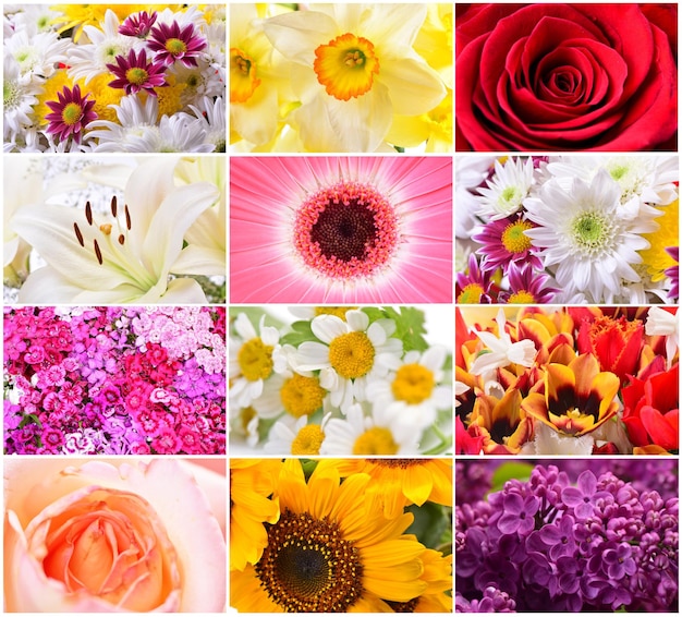 Photo les plus belles fleurs les plus diverses