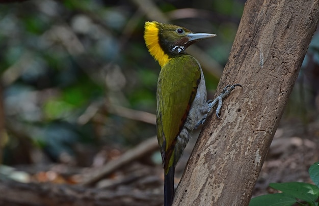 Plus grand jaune assis sur une bûche d'arbre