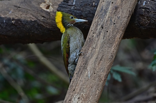 Photo plus grand jaune assis sur une bûche d'arbre