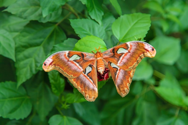 Le plus grand papillon de la nature Coscinocera hercules