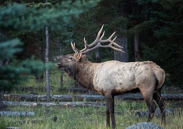 Le plus grand wapiti avec cornes bugle troupeau dans la forêt