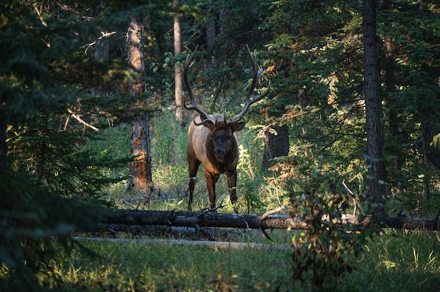 Le plus grand wapiti, Wapiti avec corne marchant dans la forêt profonde