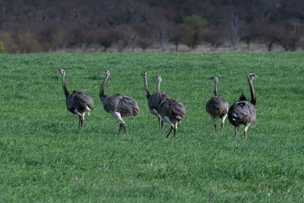 Une plus grande Rhea Rhea americana dans l'environnement de campagne de la pampa La Pampa province Brésil