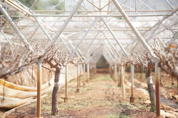 De plus en plus d'arbres fruitiers de raisin dans une ferme viticole. verger viticole