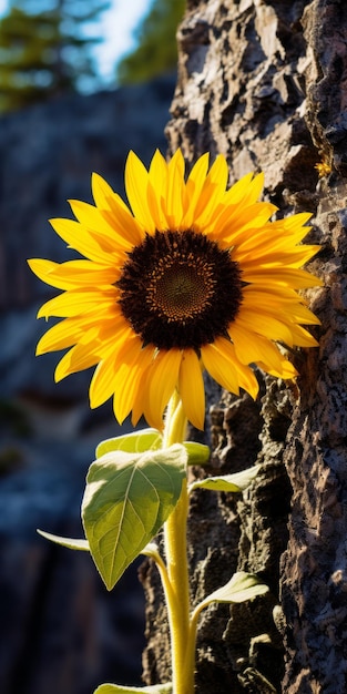 De plus en plus beau tournesol contre Rock dans le Parc National de Yellowstone