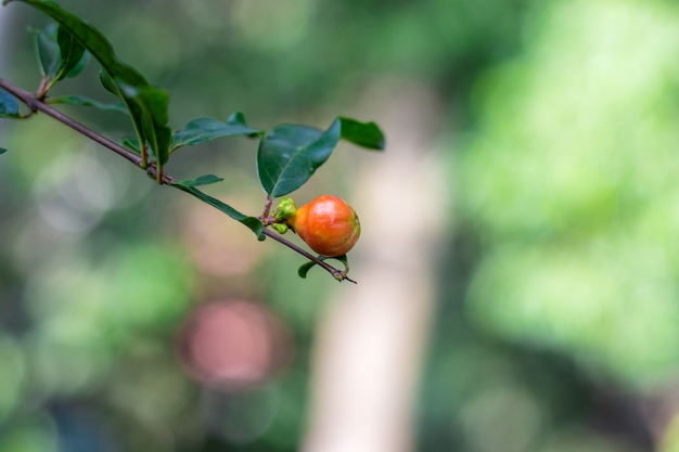 De plus en plus de boutons de fleurs de grenade dans le jardin de la maison se bouchent