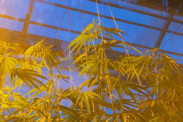 De plus en plus de cannabis marijuana sur une maison verte avec de la lumière